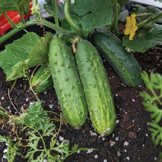 Patio Snacker Cucumber Thumbnail